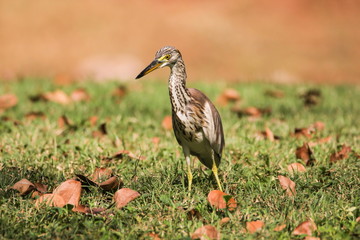 Chinese Pond Heron (Ardeola Bacchus) walking on the grass