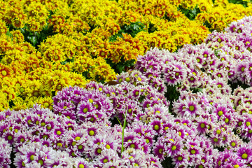 Summer or spring beautiful garden with daisy flowers