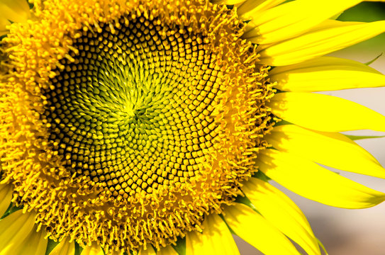 closeup sunflower