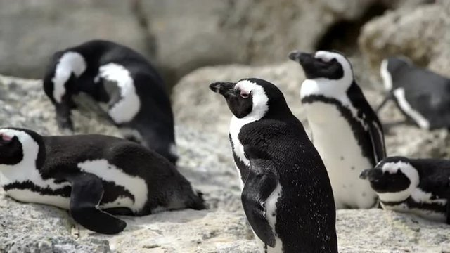 Group of Penguins at boulders beach in the Cape Peninsula South Africa