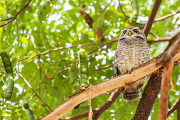 Spotted Owlet (Athene Brama) is sitting on the tree.