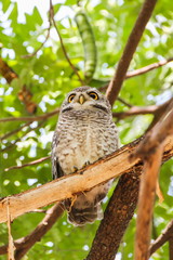 Spotted Owlet (Athene Brama) is sitting on the tree.