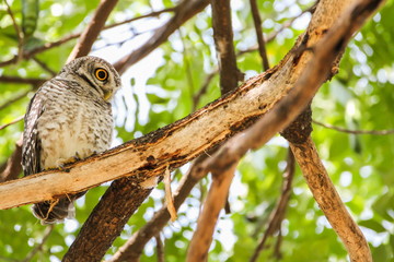 Spotted Owlet (Athene Brama) is sitting on the tree.