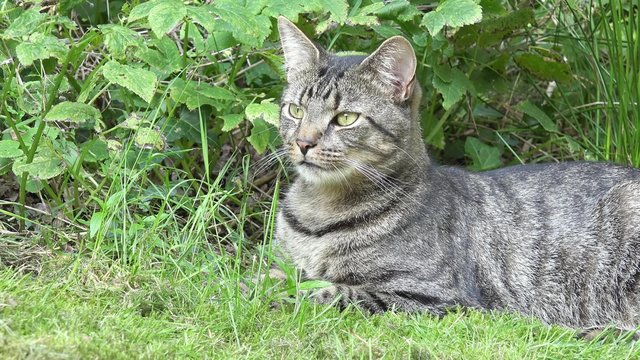 gray tabby cat lying on the meadow amd looking