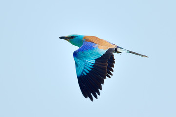 european roller (coracias garrulus) flying