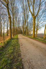 Obraz premium Bare trees on either side of a country road