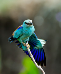 european roller (coracias garrulus) outdoor
