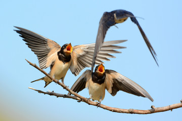 martin feeding its baby in natural habitat (hirundo rustica)