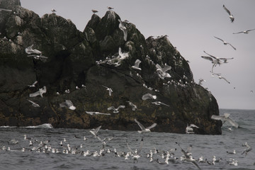 A rock in the sea bird colony. The Sea of Okhotsk. Koni peninsula. Magadan Region. Russia. - obrazy, fototapety, plakaty