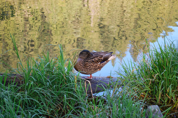 Small duck on glassy reflective lake