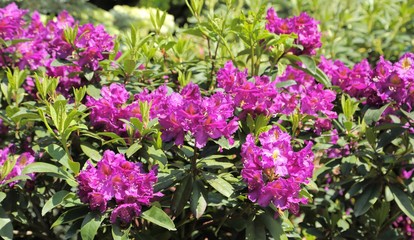 Rhododendron Flower