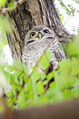 Spotted Owlet (Athene Brama) is sitting on the tree.