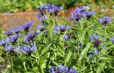 Cornflowers