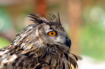 The Eurasian eagle-owl (Bubo bubo)