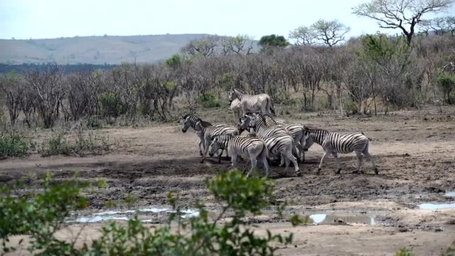 Pan from a group zebras walking around the waterpool in hluhluwe imfolozi park South Africa