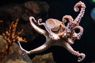pink octopus with widely spread tentacles © sebastiangora