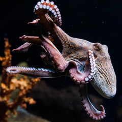Octopus