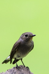 Red-throated Flycatcher (Ficedula Albicilla) is sitting on the log.