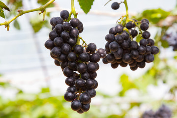 Grapes on vine sunset time