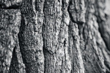 Bark of tree