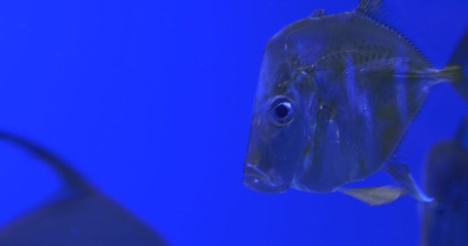 Selene Vomer, Fishes Closeup, And Trachinotus Blochii, Floating, Aquarium