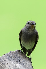 Red-throated Flycatcher (Ficedula Albicilla) is sitting on the log.