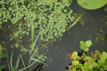 Obraz na płótnie Canvas Green nature pattern in water