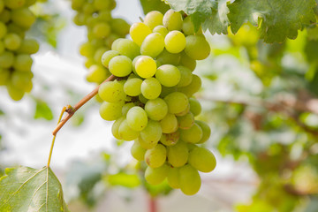 Green grapes on vine sunset time