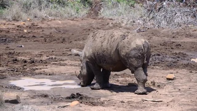 Young rhino looking for water around a dry waterpool in hluhluwe imfolozi park South Africa