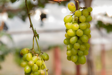 Green grapes on vine sunset time