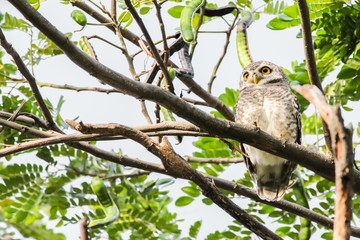 Spotted Owlet (Athene Brama) is sitting on the tree.