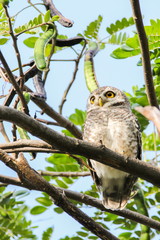 Spotted Owlet (Athene Brama) is sitting on the tree.