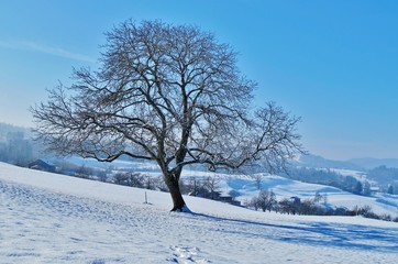 Winterlandschaft mit Baum