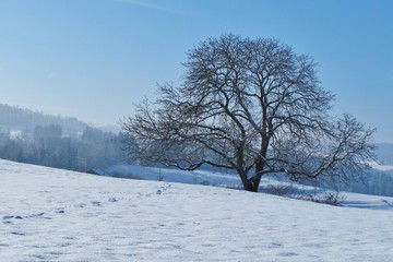 Winterlandschaft mit Baum