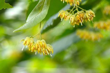 linden tree flowers on branch