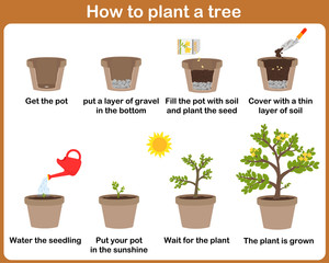 How to grow plants. easy step by step for kids