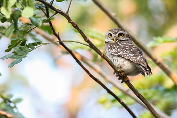 Spotted Owlet (Athene Brama) is sitting on the tree.