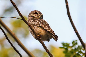 Spotted Owlet (Athene Brama) is sitting on the tree.