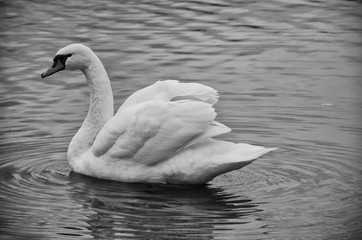 White swan in the lake, Black and White, Slovakia, Europe