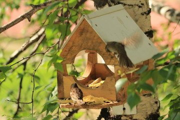 Birdhouse for birds
