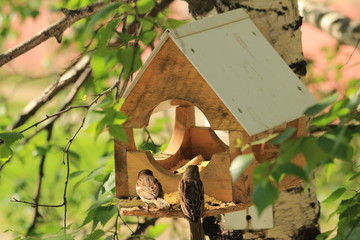 Birdhouse for birds