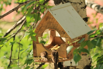 Birdhouse for birds