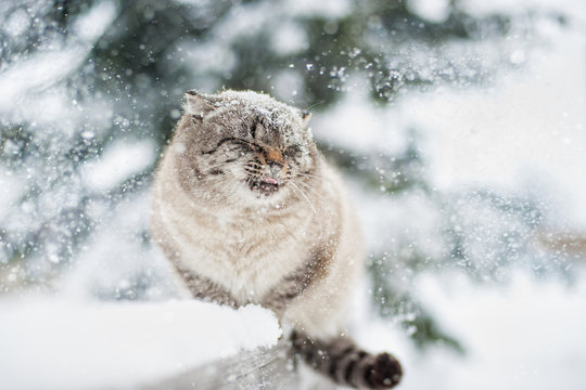 Siberian cat in the snow