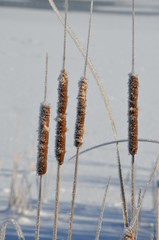 Winter am See - Schilf vereist - Strenger Frost
