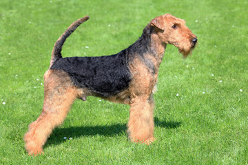 Airedale Terrier on a green grass lawn