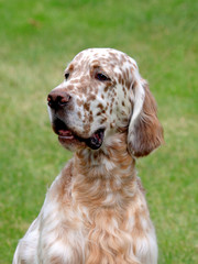 English Setter  on a green grass lawn
