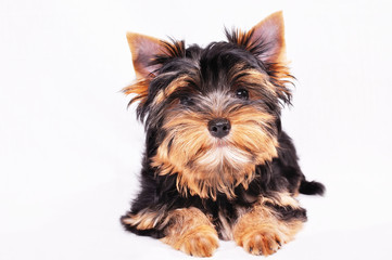 Yorkshire terrier puppy on a white background