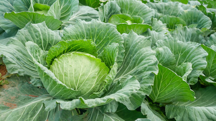 Freshly harvested cabbage