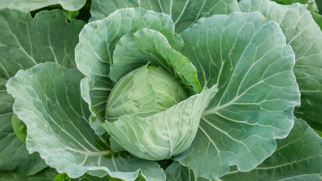 Freshly harvested cabbage