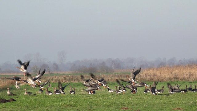 wild geese standing on the field and fly away